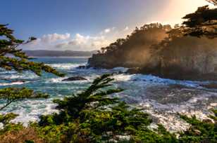 Point Lobos-3520.jpg